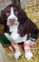Texas Roadhouse, a male English Springer Spaniel for sale in Newfolden, MN – Photo 2 of 2