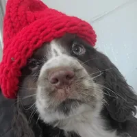 Texas Roadhouse, a male English Springer Spaniel for sale in Newfolden, MN – Photo 1 of 2