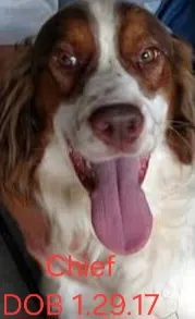 Chief – English Springer Spaniel puppy for sale in Newfolden, MN