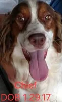 Chief, a male English Springer Spaniel for sale in Newfolden, MN – 1 of 1