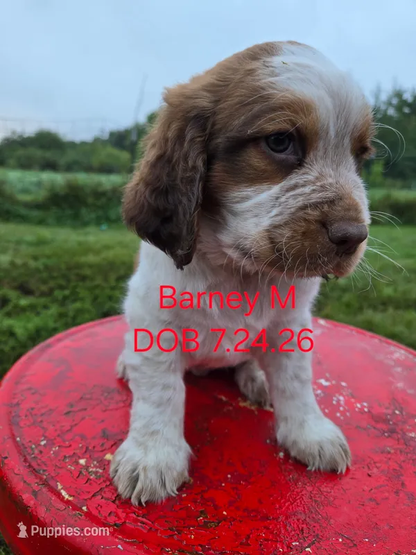 Barney – English Springer Spaniel puppy for sale in Newfolden, MN
