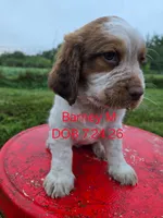 Barney, a male English Springer Spaniel for sale in Newfolden, MN – 1 of 1