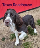 Texas Roadhouse, a male English Springer Spaniel for sale in Newfolden, MN – 3 of 4