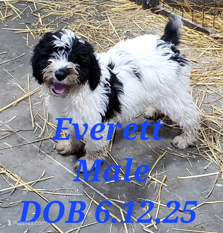 Everette – Springer Doodle puppy for sale in Newfolden, MN