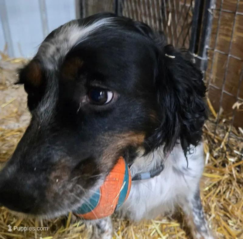 Princess Hazel – English Springer Spaniel puppy for sale in Newfolden, MN