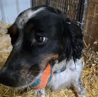 Princess Hazel, a female English Springer Spaniel for sale in Newfolden, MN – 1 of 3