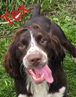 Texas Roadhouse, a male English Springer Spaniel for sale in Newfolden, MN – 4 of 4