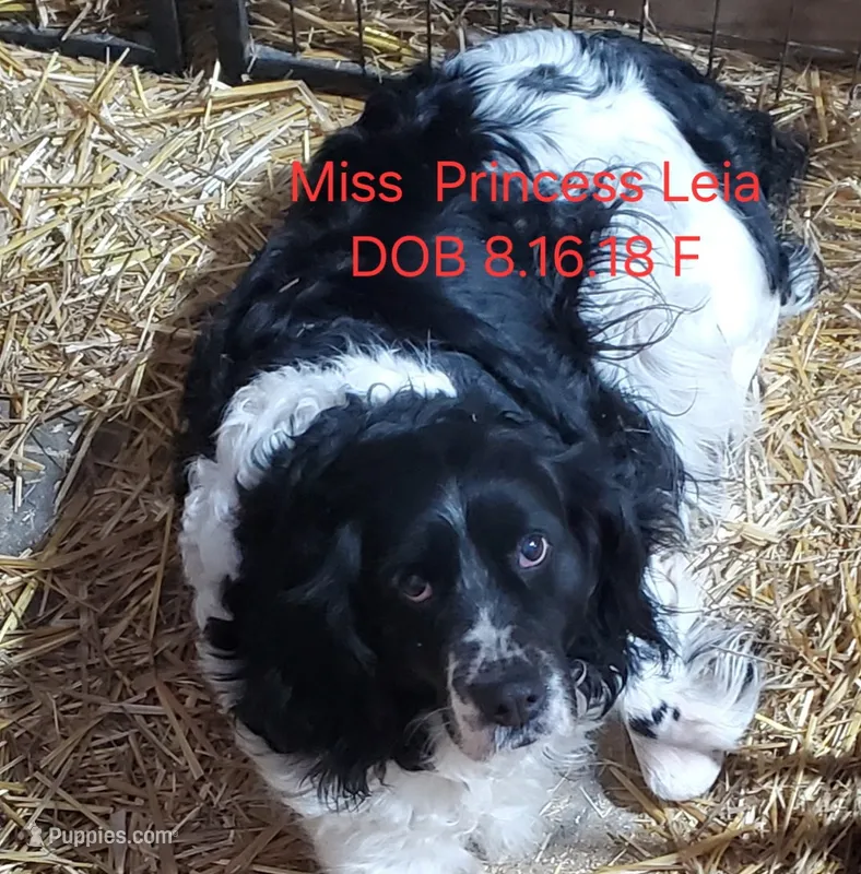 Princess Leia – English Springer Spaniel puppy for sale in Newfolden, MN