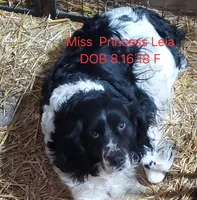 Princess Leia, a female English Springer Spaniel for sale in Newfolden, MN – 1 of 1