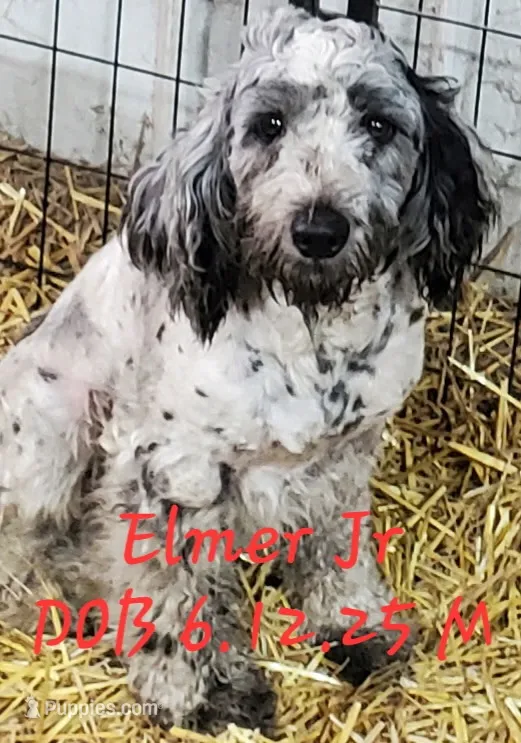 Elmer Jr – Springer Doodle puppy for sale in Newfolden, MN