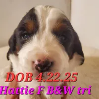 Hattie, a female English Springer Spaniel for sale in Newfolden, MN – Photo 1 of 2