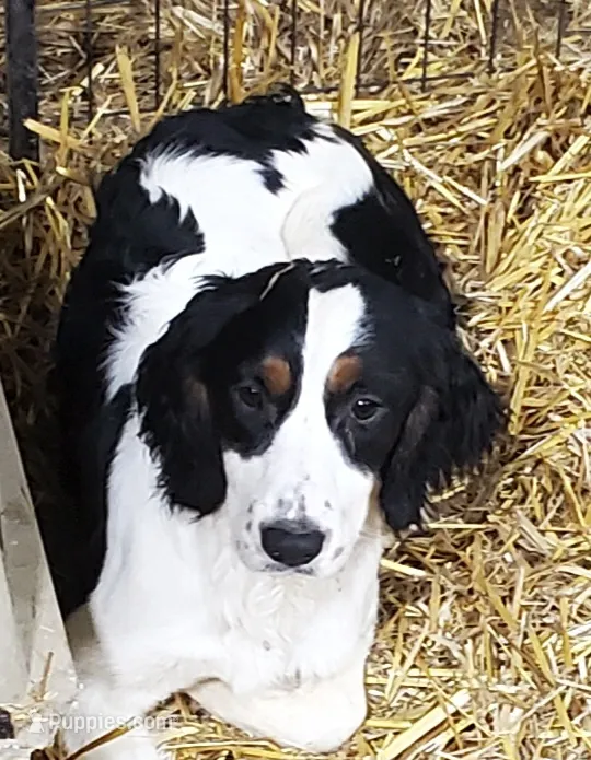 Hattie – English Springer Spaniel puppy for sale in Newfolden, MN