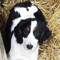 Hattie, a female English Springer Spaniel for sale in Newfolden, MN – Photo 2 of 2