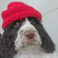 Famous Dave's, a male English Springer Spaniel for sale in Newfolden, MN – 1 of 1