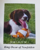 Oscar , a male English Springer Spaniel for sale in Newfolden, MN – 1 of 1