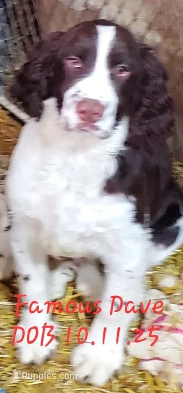 Famous Dave's – English Springer Spaniel puppy for sale in Newfolden, MN