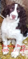 Famous Dave's, a male English Springer Spaniel for sale in Newfolden, MN – 1 of 2