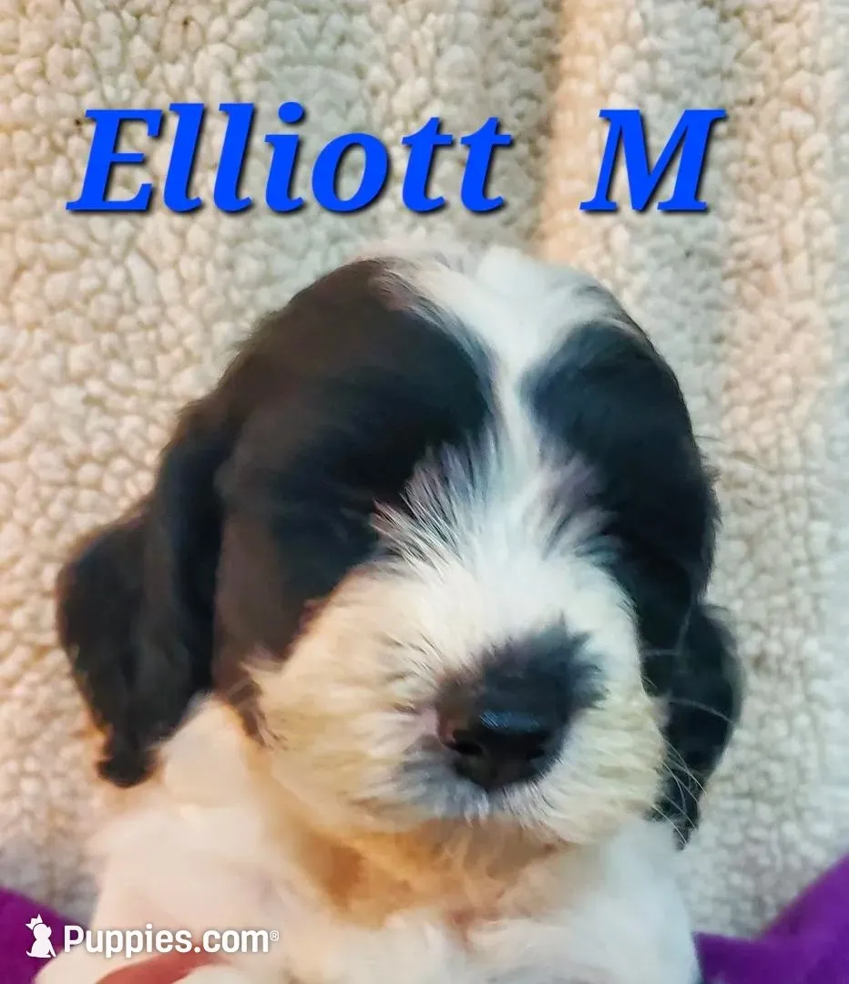 Everette, a male Springer Doodle for sale in Newfolden, MN – 2 of 2