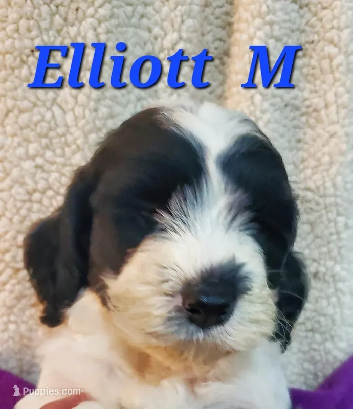 Everette, a male Springer Doodle for sale in Newfolden, MN – 1 of 1