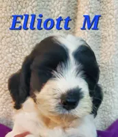 Everette, a male Springer Doodle for sale in Newfolden, MN – 1 of 1