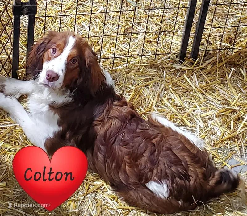 Colton – English Springer Spaniel puppy for sale in Newfolden, MN