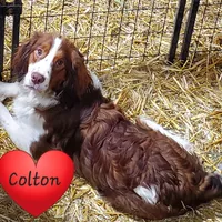 Colton, a male English Springer Spaniel for sale in Newfolden, MN – Photo 3 of 3