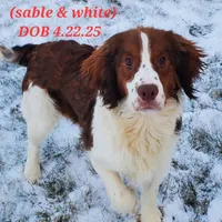 Colton, a male English Springer Spaniel for sale in Newfolden, MN – Photo 2 of 3