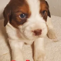 Colton, a male English Springer Spaniel for sale in Newfolden, MN – Photo 1 of 3
