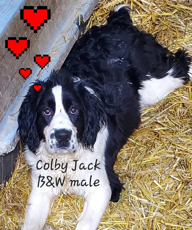 Colby – English Springer Spaniel puppy for sale in Newfolden, MN