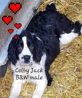 Colby, a male English Springer Spaniel for sale in Newfolden, MN – 1 of 2