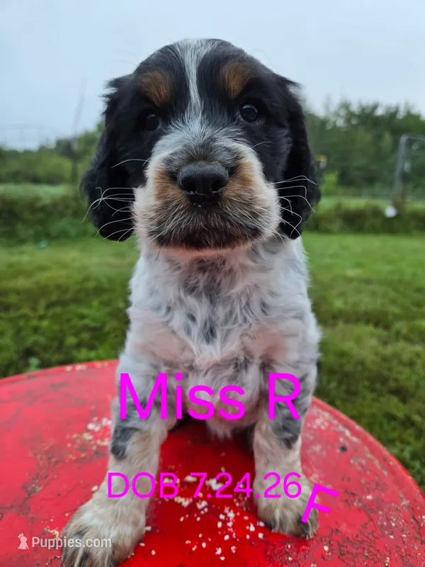 Miss R  – English Springer Spaniel puppy for sale in Newfolden, MN