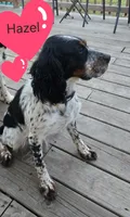 Princess Hazel, a female English Springer Spaniel for sale in Newfolden, MN – 3 of 3
