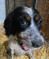 Princess Hazel, a female English Springer Spaniel for sale in Newfolden, MN – 2 of 3