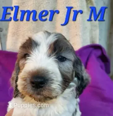 Elmer Jr, a male Springer Doodle for sale in Newfolden, MN – 1 of 1