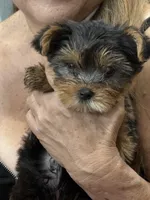 Sonny, a male Yorkshire Terrier for sale in Honolulu, HI – 2 of 9