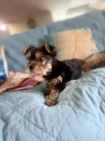 Sonny, a male Yorkshire Terrier for sale in Honolulu, HI – 6 of 9