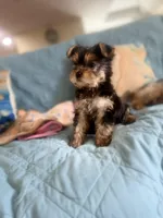 Sonny, a male Yorkshire Terrier for sale in Honolulu, HI – 5 of 9