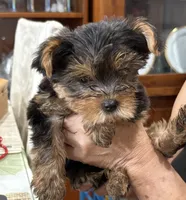 Sonny, a male Yorkshire Terrier for sale in Honolulu, HI – 3 of 9