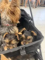 Sonny, a male Yorkshire Terrier for sale in Honolulu, HI – 9 of 9