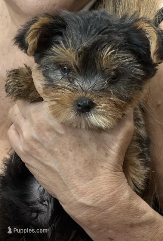 Sonny – Yorkshire Terrier puppy for sale in Honolulu, HI