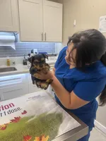 Sonny, a male Yorkshire Terrier for sale in Honolulu, HI – 8 of 9