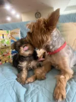 Sonny, a male Yorkshire Terrier for sale in Honolulu, HI – 4 of 9