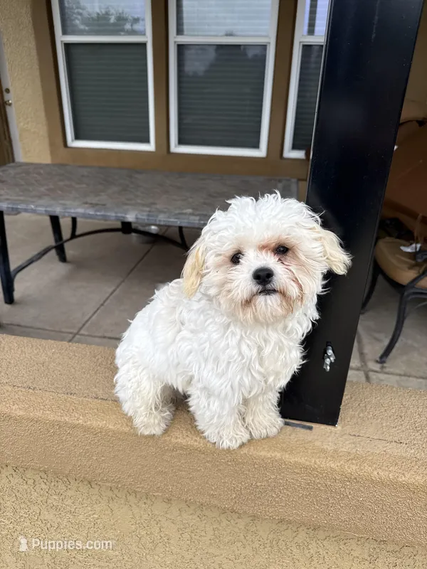 Tino – Cavapoo, Shih Tzu puppy for sale in Roseville, CA