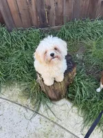 Tino, a male Cavapoo and Shih Tzu for sale in Roseville, CA – Photo 2 of 2