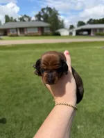 Chase, a male Miniature Dachshund for sale in Savannah, TN – 2 of 3