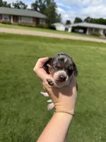 Oreo, a male Miniature Dachshund for sale in Savannah, TN – 1 of 2