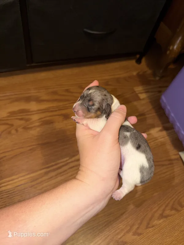 Oreo – Miniature Dachshund puppy for sale in Savannah, TN