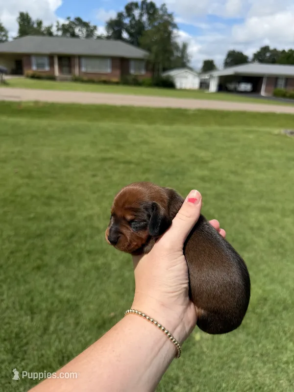 Chase – Miniature Dachshund puppy for sale in Savannah, TN