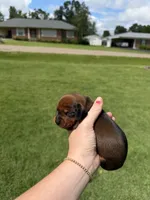 Chase, a male Miniature Dachshund for sale in Savannah, TN – 1 of 3