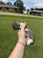 Oreo, a male Miniature Dachshund for sale in Savannah, TN – 2 of 2